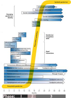 A Dynamic Systems Framework for Gender/Sex Development: From Sensory Input in Infancy to Subjective Certainty in Toddlerhood